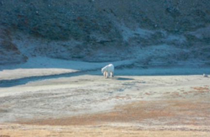 Recerca Artic
